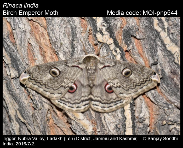 lindia Moths